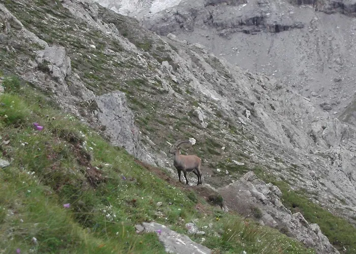 Casa Giulia Апартаменты *